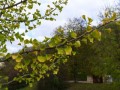 Ginkgo