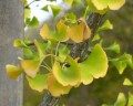 Ginkgo