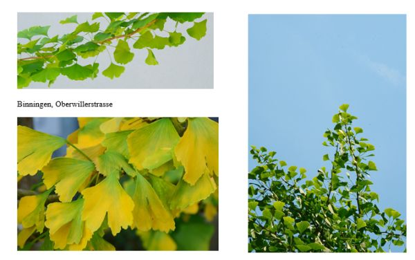 Ginkgo biloba