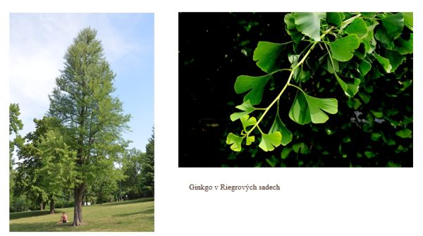 Ginkgo biloba