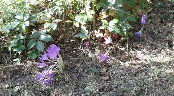 Po�li foglarovskou fotografii - Jan Trojan - Roy