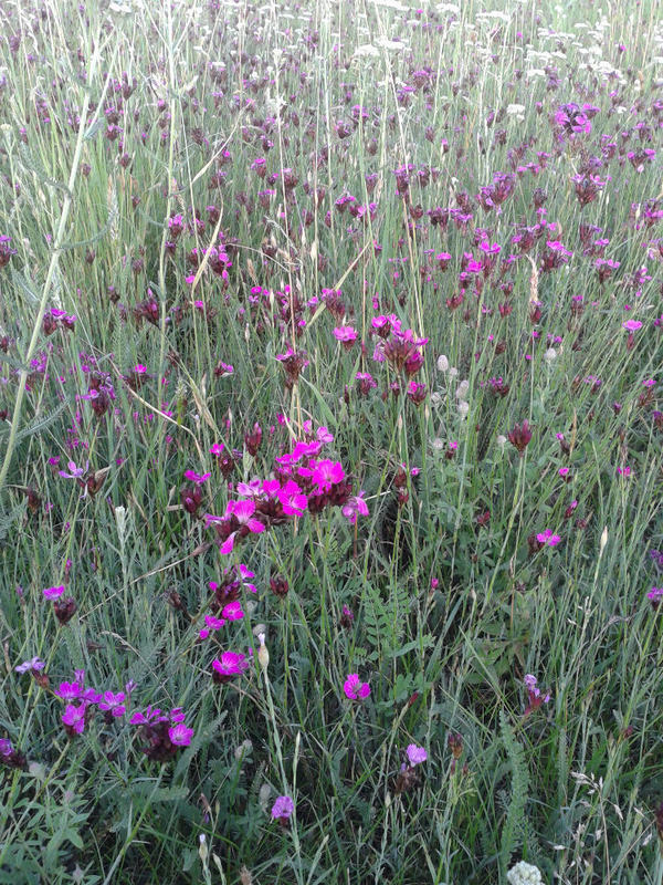 Po�li foglarovskou fotografii - Jan Trojan - Roy