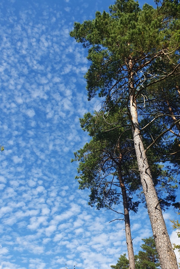 Po�li foglarovskou fotografii - Zden�k Kr��mar - Jafo